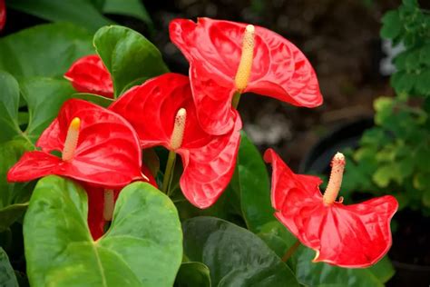 Complete Anthurium Care Guide (Growth, Maintenance, Pests, & More ...