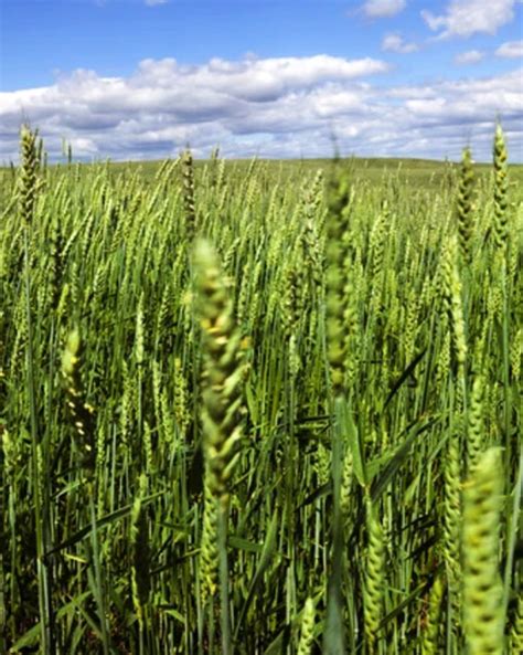 Fridge Triticale - Missouri Southern Seed