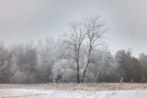 Frosty Trees | Luke Collins Photography Print Store