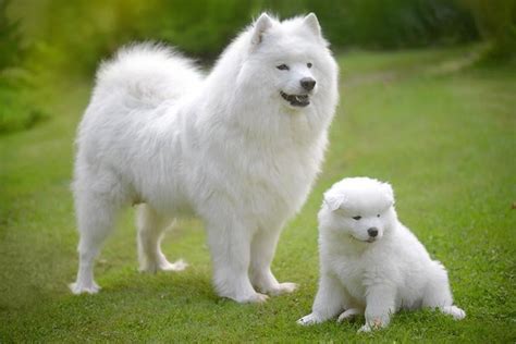 10 Fluffy Dog Breeds: Fuzzy, Long-Coated Canines Worth Cuddling