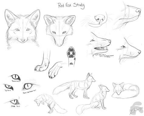 red fox doodles by Krissyfawx on DeviantArt