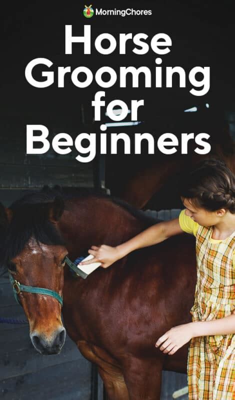 The Basics of Horse Grooming for Beginners