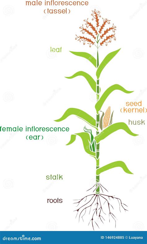 Parts Of Plant. Morphology Of Corn Maize Plant With Green Leaves, Root ...