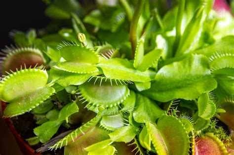 Premium Photo | Venus flytrap carnivorous plant. dionaea muscipula