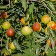 Zizyphus mauritiana Seeds, Indian Jujube Seeds, Jujube Fruit Seeds