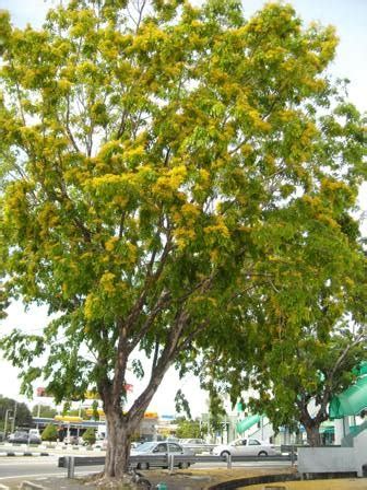 Sarawakiana@2: Angsana trees are blooming!!