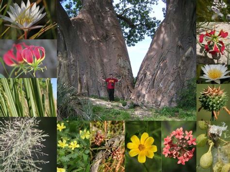 There are over 1,300 plant species represented in the Okavango Delta ...