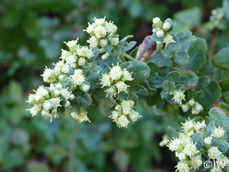 Baccharis pilularis | California Flora Nursery