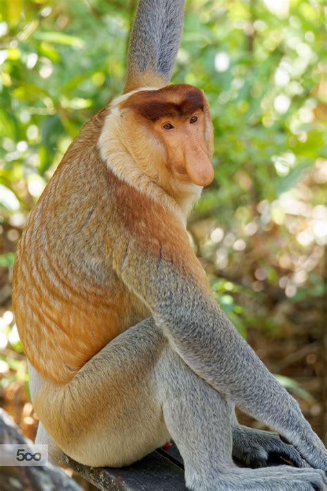 Male Proboscis Monkey, Sitting | Proboscis monkey, Weird animals, Pet birds