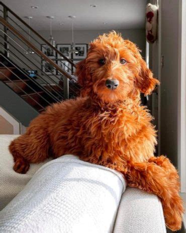 Irish Doodle Size Guide (Mini vs Standard) | PupTraveller