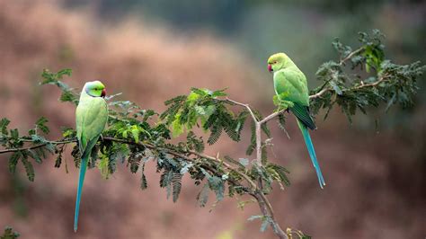 Parrots India – Bing Wallpaper Download