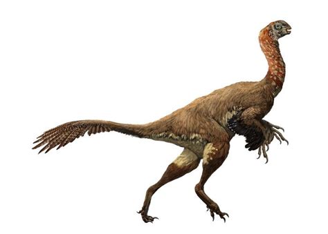 Oviraptorids: Bones, Beaks & Claws of Bird-Like Dinosaurs | Ancient animals, Prehistoric animals ...