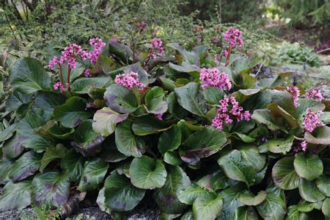 How to Grow and Care for Bergenia