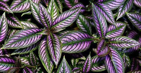 All About the Purple Persian Shield Plant | Gardener’s Path