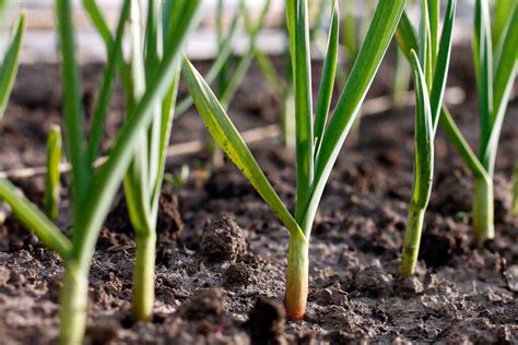 Fall Vegetables For Garden Planting - What Will Grow Well?