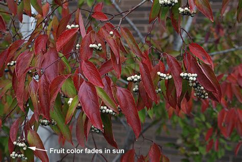 Cornus amomum | Landscape Plants | Oregon State University