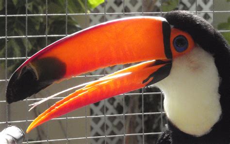 Toucan Appearance