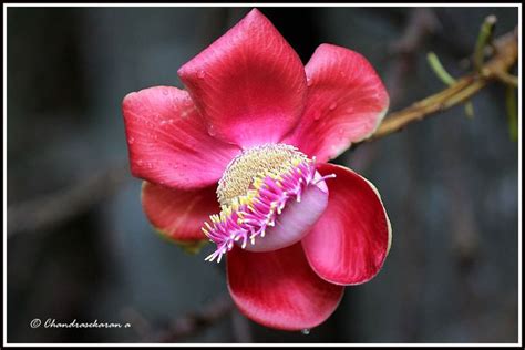 Nagalinga flower Nagalinga flower This large deciduous tropical tree, 75' tall and indigenous to ...