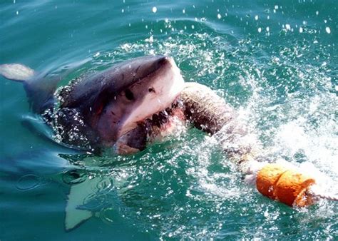 Great white shark | Great White Shark off Gansbaai, South Af… | Flickr