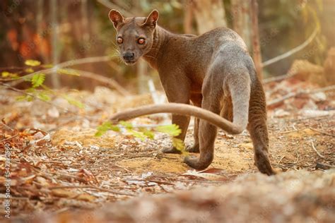 Madagascar fossa. Apex predator, lemur hunter. General view, fossa male ...