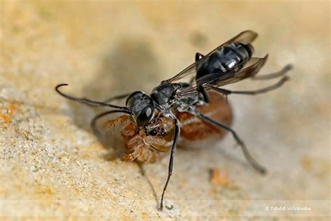 Spider wasp (Pompilidae) lays eggs on spider - Singapore Geographic