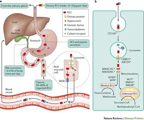 Pathophysiology Of Megaloblastic Anemia