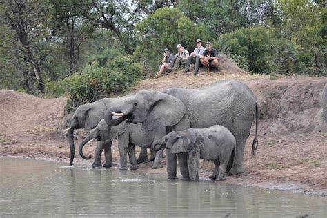 Kruger National Park Safaris & Tours | Safari in Kruger | Discover Africa Safaris