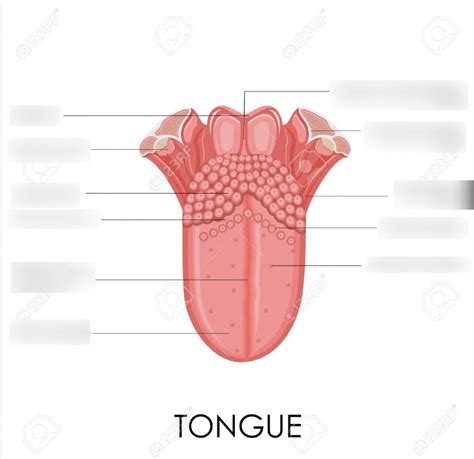 Parts of the tongue (nervous system) Diagram | Quizlet