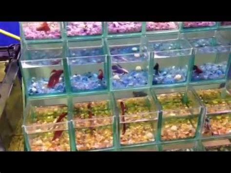 Tips for breeding Siamese fighting fish from PaulTalbot - YouTube