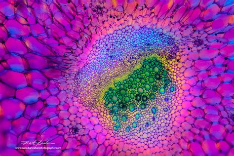 The Microscopic Beauty of Plants and Trees by Robert Berdan - The Canadian Nature Photographer