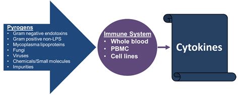 The Monocyte Activation Test (MAT): A relevant alternative to the compendial sterility test ...