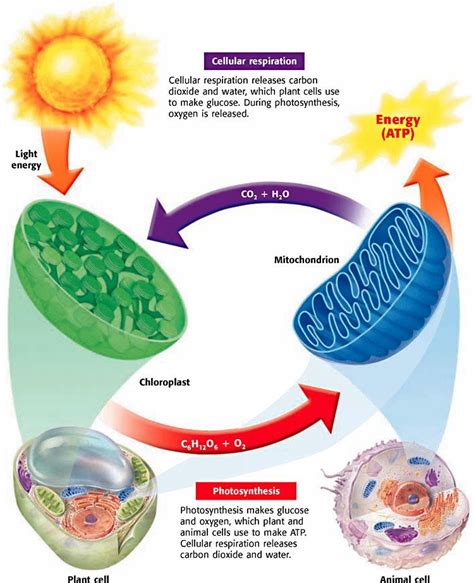 Photosynthesis, Cellular Respiration, & Fermentation - Biology Rocks! | Cellular respiration ...