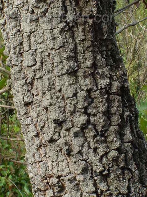 PlantFiles Pictures: Turkey Oak (Quercus laevis) by Floridian