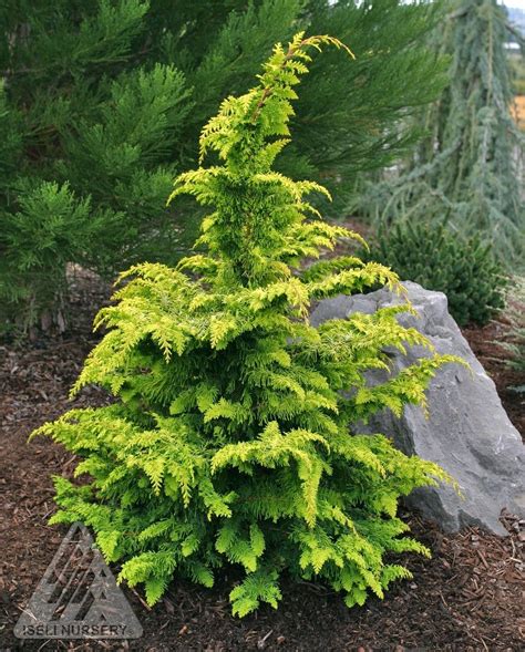 Chamaecyparis obtusa 'Fernspray Gold' Golden Hinoki Cypress | Evergreen landscape, Conifer ...