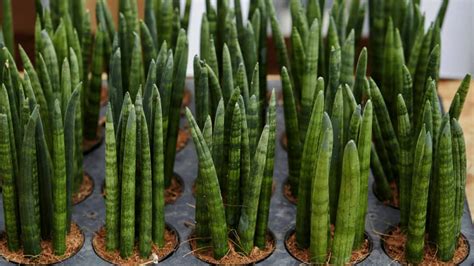 12 Best Sansevieria Cylindrica Care Tips - Grow Guide