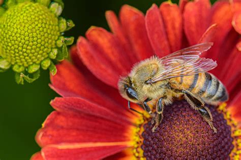 Honey Bee Flower - Free photo on Pixabay - Pixabay