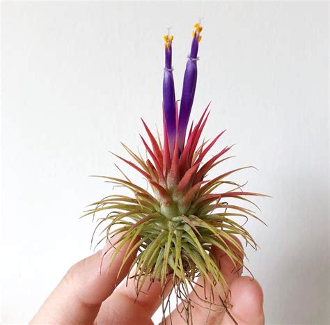 My first air plant bloom 😍 : airplants