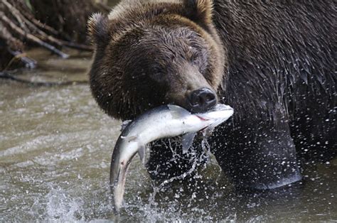 Grizzly Bear Facts - Animal Facts Encyclopedia