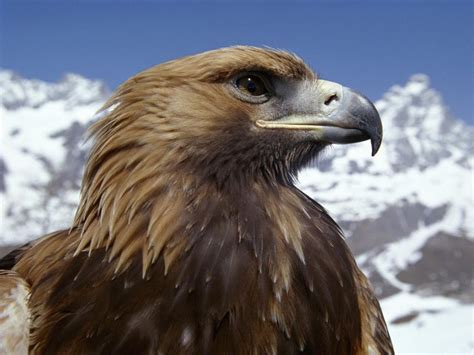 Los Animales y sus Humanos: Águila Dorada