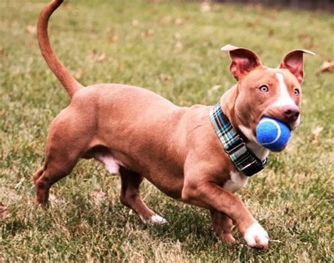 Pitbull Dachshund Mix - A Quick Guide and Facts About Rami The Popular ...