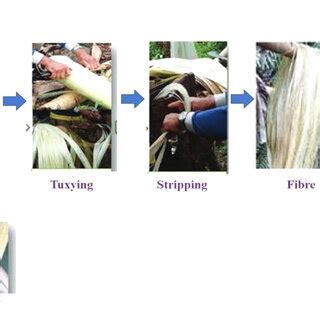 Abaca fiber extraction process. | Download Scientific Diagram