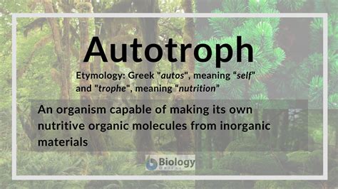 Autotroph - Definition and Examples - Biology Online Dictionary