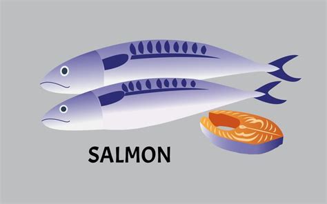 vector illustration of salmon fish isolated on background 536510 Vector Art at Vecteezy