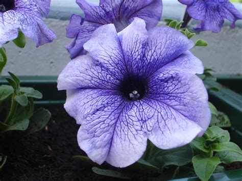 File:Purple Petunia.jpg - Wikipedia