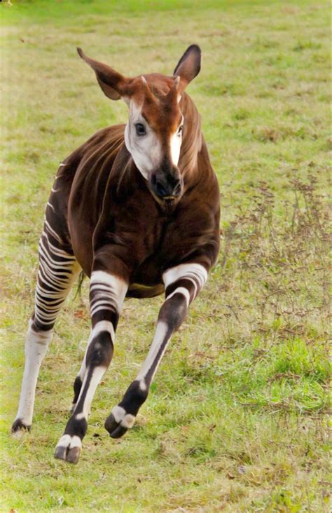 Okapis, the only living relative of giraffes, are shy and reclusive ...