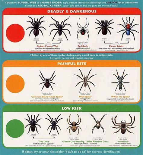 Common Spiders, Dangerous Spiders, Types Of Spiders, Poisonous Spiders, Dangerous Animals ...