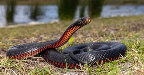 10 Poisonous Snakes in Australia (2022)