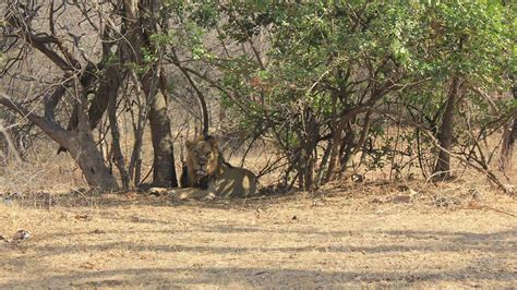 Gir Forest National Park in Gujarat, India & The Asiatic Lion | The ...