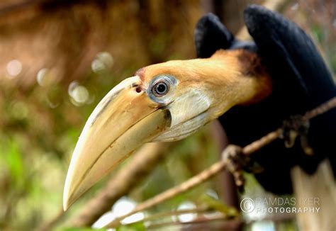 Papua New Guinea Wildlife # 1 – Ramdas Iyer Photography