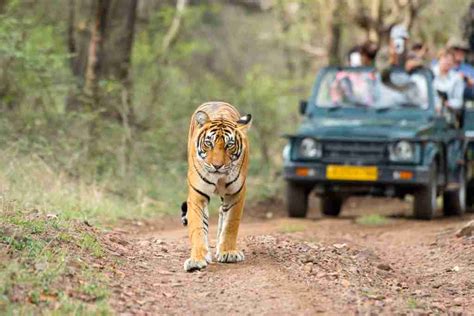 Madhya Pradesh Wildlife Tour Package